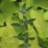 Spermacoce remota Lam.