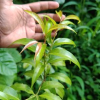 Aidia gardneri (Thwaites) Tirveng.