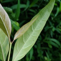 Aidia gardneri (Thwaites) Tirveng.