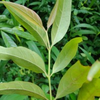 Aidia gardneri (Thwaites) Tirveng.