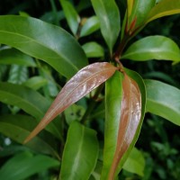 Aidia gardneri (Thwaites) Tirveng.