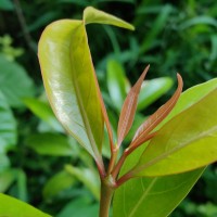 Aidia gardneri (Thwaites) Tirveng.