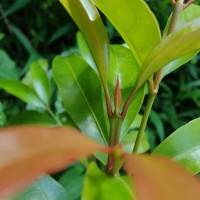 Aidia gardneri (Thwaites) Tirveng.