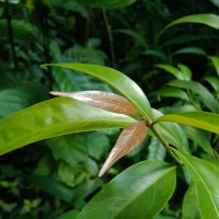 Aidia gardneri (Thwaites) Tirveng.