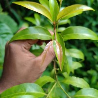 Aidia gardneri (Thwaites) Tirveng.