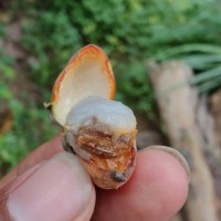 Alangium salviifolium (L.f.) Wangerin