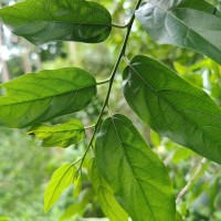 Alangium salviifolium (L.f.) Wangerin