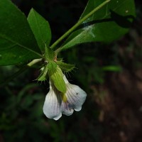 Blepharis maderaspatensis (L.) B.Heyne ex Roth