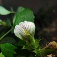 Blepharis maderaspatensis (L.) B.Heyne ex Roth