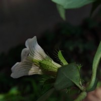 Blepharis maderaspatensis (L.) B.Heyne ex Roth