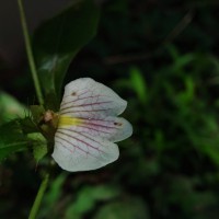 Blepharis maderaspatensis (L.) B.Heyne ex Roth