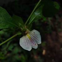 Blepharis maderaspatensis (L.) B.Heyne ex Roth