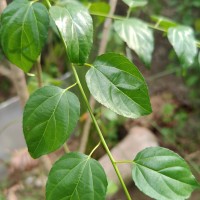 Colubrina asiatica (L.) Brongn.