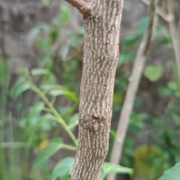 Colubrina asiatica (L.) Brongn.