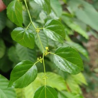 Colubrina asiatica (L.) Brongn.
