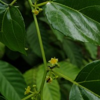 Colubrina asiatica (L.) Brongn.