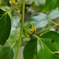 Colubrina asiatica (L.) Brongn.