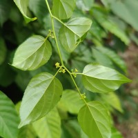 Colubrina asiatica (L.) Brongn.