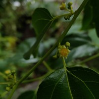Colubrina asiatica (L.) Brongn.