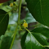 Colubrina asiatica (L.) Brongn.