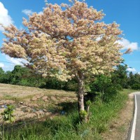 Crateva adansonii DC.