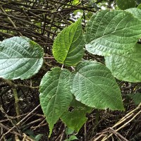 Strobilanthes laxa T.Anderson