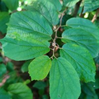 Helicteres isora L.