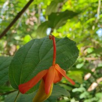 Helicteres isora L.