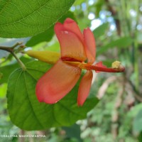 Helicteres isora L.