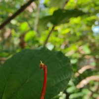 Helicteres isora L.