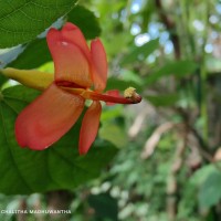 Helicteres isora L.