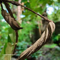 Helicteres isora L.