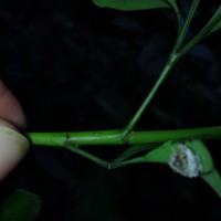 Heptapleurum emarginatum (Moon) Seem.