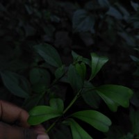 Heptapleurum emarginatum (Moon) Seem.