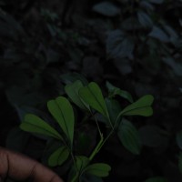 Heptapleurum emarginatum (Moon) Seem.