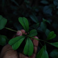 Heptapleurum emarginatum (Moon) Seem.