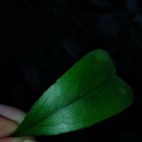Heptapleurum emarginatum (Moon) Seem.