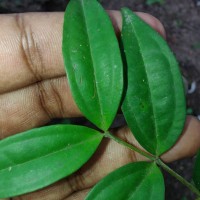 Lijndenia capitellata (Arn.) K.Bremer