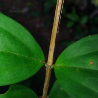 Lijndenia capitellata (Arn.) K.Bremer