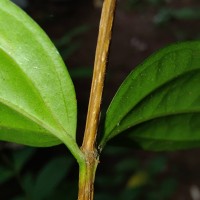 Lijndenia capitellata (Arn.) K.Bremer