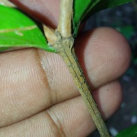 Lijndenia capitellata (Arn.) K.Bremer