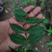 Lijndenia capitellata (Arn.) K.Bremer