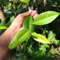 Tritaxis glabella var. glabella Thwaites