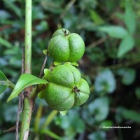 Tritaxis glabella var. glabella Thwaites