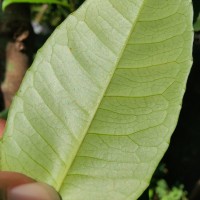 Tritaxis glabella var. glabella Thwaites