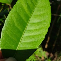 Tritaxis glabella var. glabella Thwaites