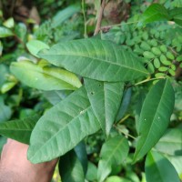 Tritaxis glabella var. glabella Thwaites