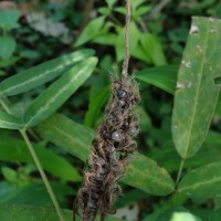 Uraria picta (Jacq.) Desv. ex DC.