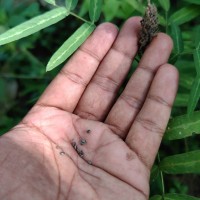 Uraria picta (Jacq.) Desv. ex DC.