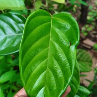 Shorea lissophylla Thwaites